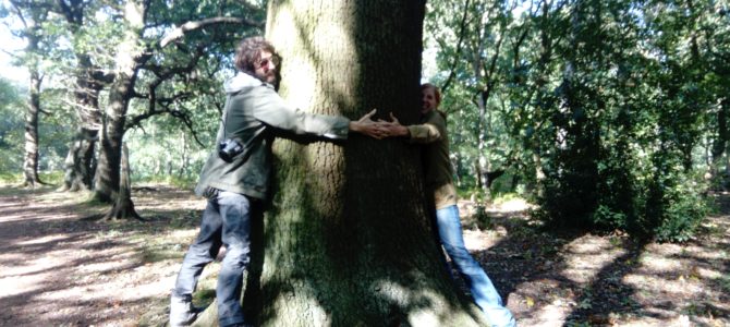 Bilder Nottingham / Sherwood Forest